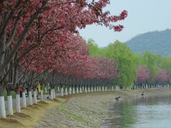 -羊山湖公园