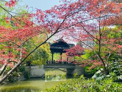 -红梅公园
