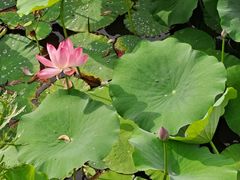 -羊亭河湿地公园