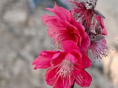 -南国桃园旅游度假区