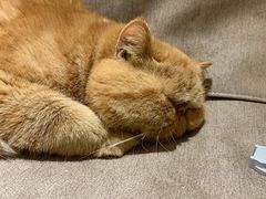 -猫和宫(六道口店)