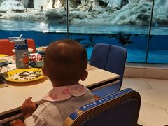 -帝企鹅自助餐厅•儿童岛•真企鹅(长隆企鹅酒店)