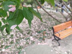 -西安青龙寺遗址景区