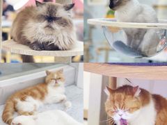 -喵园·猫主题咖啡厅·撸猫·猫咖(国贸店)