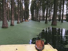 -渌洋湖湿地公园