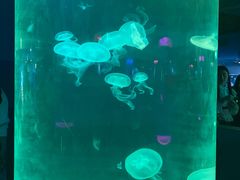 -苏州海洋馆