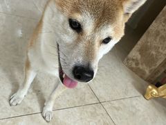 -宠福鑫康馨动物医院·骨科·眼科