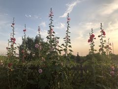 -大塘金香草谷