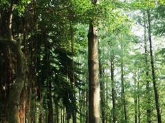 -顺峰山公园