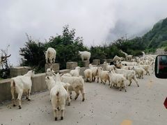 -白草畔自然风景区