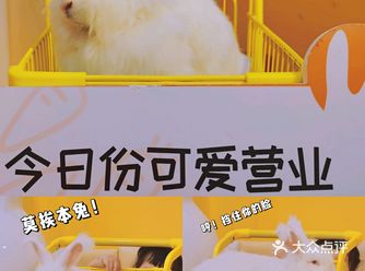 成都探店|首家爱玩萌兔体验馆安哥拉巨兔随便rua