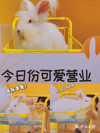 成都探店|首家爱玩萌兔体验馆安哥拉巨兔随便rua