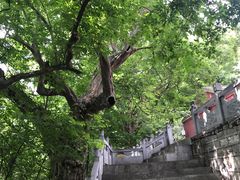 -皇藏峪国家森林公园