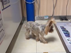 -宠福鑫康馨动物医院·骨科·眼科