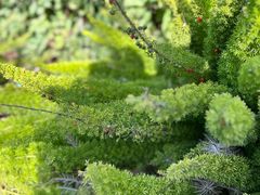 -墨尔本皇家植物园