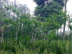 -白鹭湾湿地公园