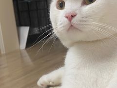 -特一安24小时宠物医院·骨科·中兽医