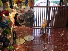 -多卡布奇宠物生活馆(上林世家店)