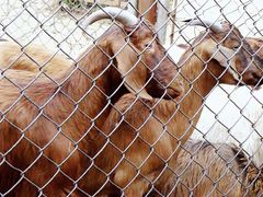 景点-石家庄市动物园