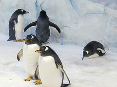 -芜湖新华联大白鲸海洋公园