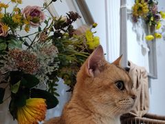 -共舞时光猫咖·狗咖(新街口店)