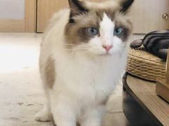 -飞行喵MR PILOT|猫舍·猫咖(静安大融城店)