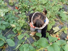 -小鱼草莓采摘园农家乐·小鱼餐厅