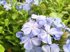 -龙坞茶村