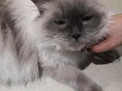 -藏猫猫咖啡主题馆(中央大道店)