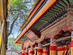 -塔尔寺-菩提树