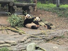 -都江堰中华大熊猫苑