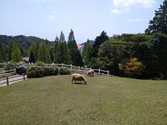 -神户市立六甲山牧场