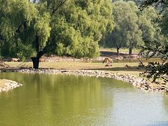 -北京麋鹿生态实验中心