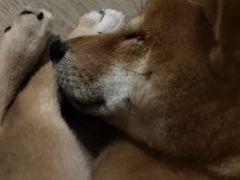 -翊宠yipet猫狗购宠庄园犬舍•猫舍