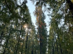 -黄海国家森林公园