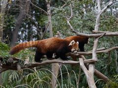-红山森林动物园