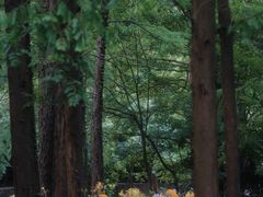 -上海共青森林公园