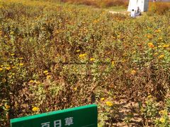 -北京东方普罗旺斯薰衣草庄园