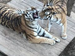 -大连森林动物园