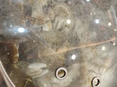 -仙螺岛海鲜自助餐厅(总店)