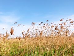 -吴淞炮台湾湿地森林公园烧烤区