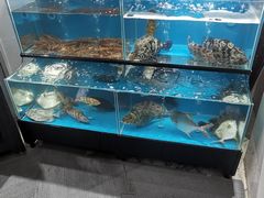 海胆和斑节虾和鱼真不错-格力东澳大酒店-蓝色海岸餐厅