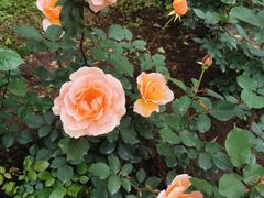 -上海共青森林公园