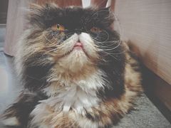 -瞄一喵猫咖(格力海岸店)