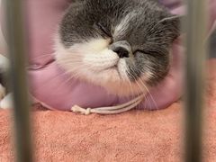 -艾贝尔宠物医院·24H转诊中心·肿瘤猫专科(江宁双龙店)
