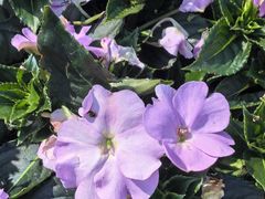 -徐家汇源景区-衡山公园