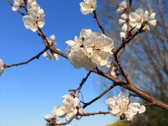 -奈雪的茶(杨家坪万象城店)