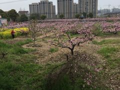 -南汇桃花村