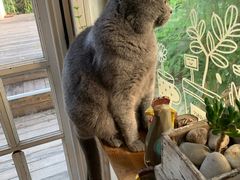 -海边的猫和咖啡馆