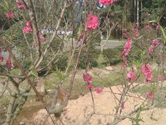 -南国桃园旅游度假区